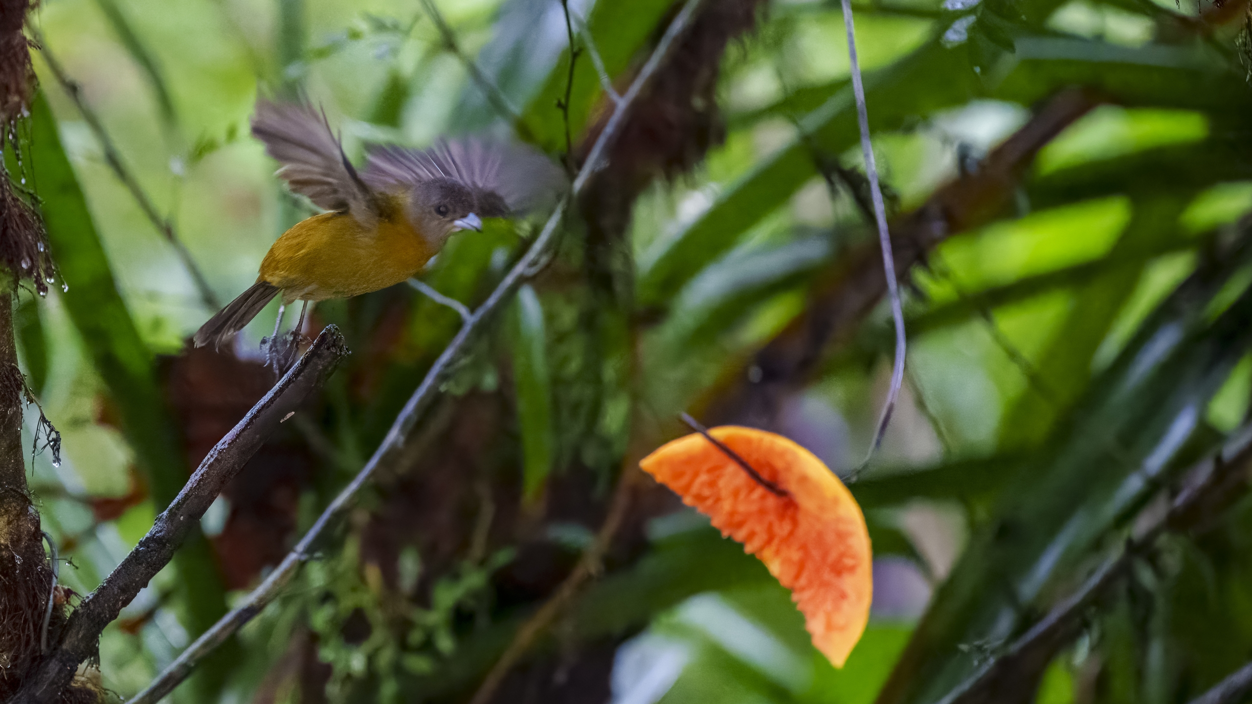 Kirsch- oder Cherrietangare - Ramphocelus passerinii costaricensis - Scarlet-rumped Tanager (costaricensis) - Tangara Costarricense